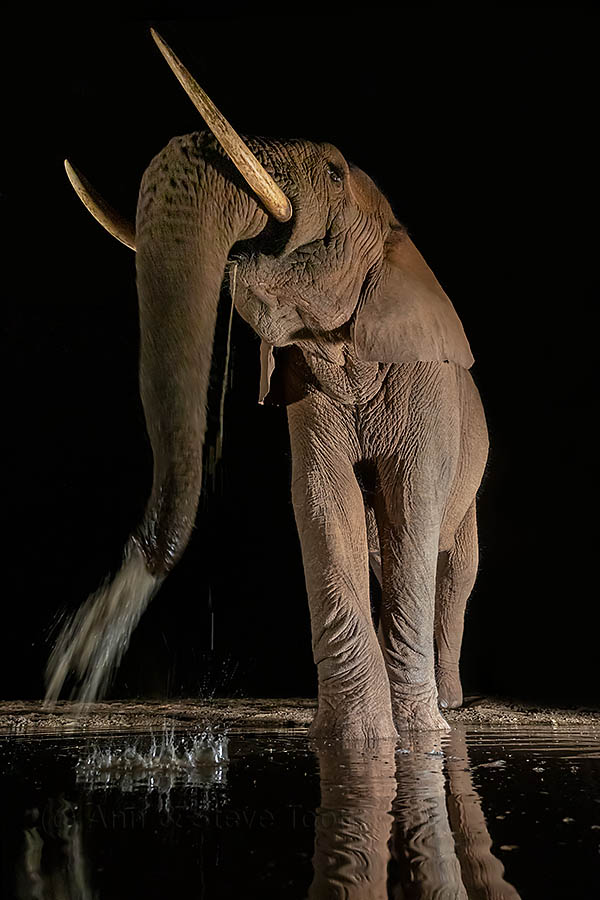 elephant bull at night