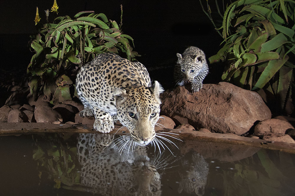 Leopard and cub