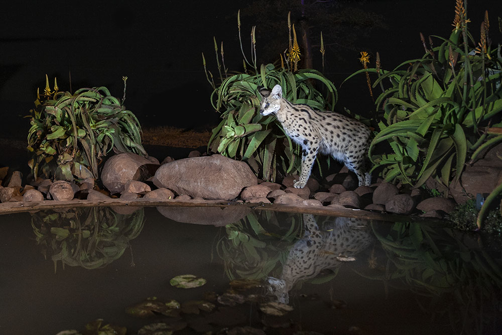 Serval