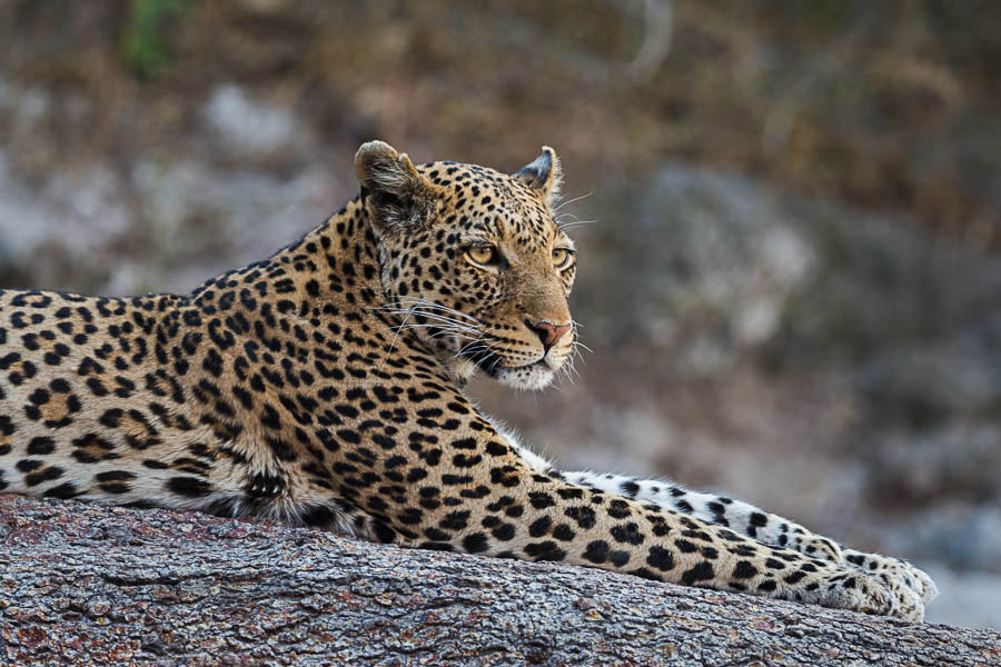 Female leopard