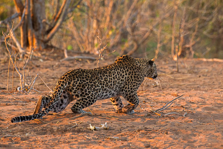 Leopard stalking
