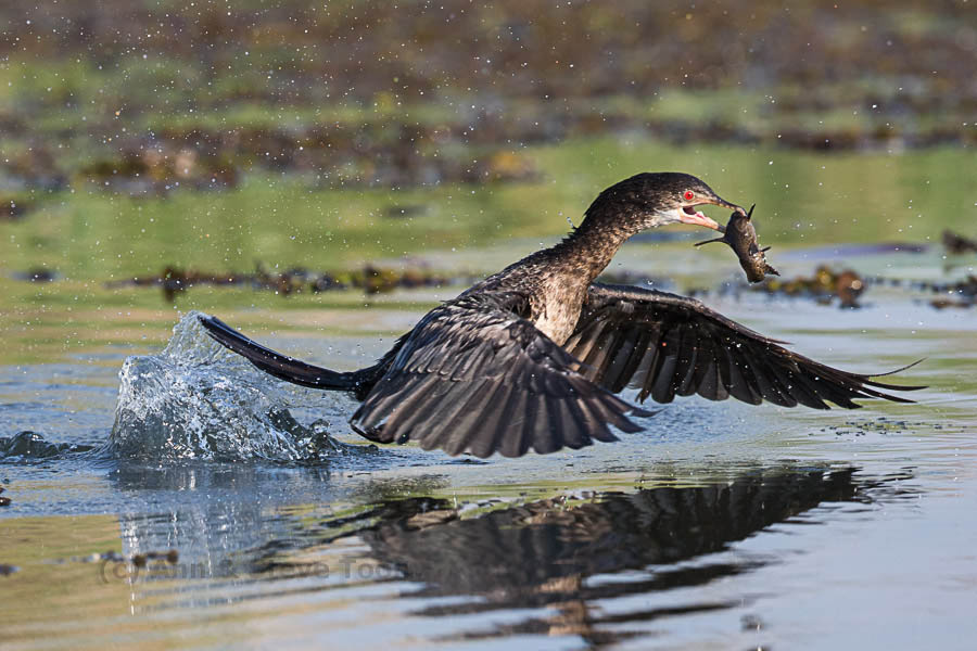 Reed cormorant with fish