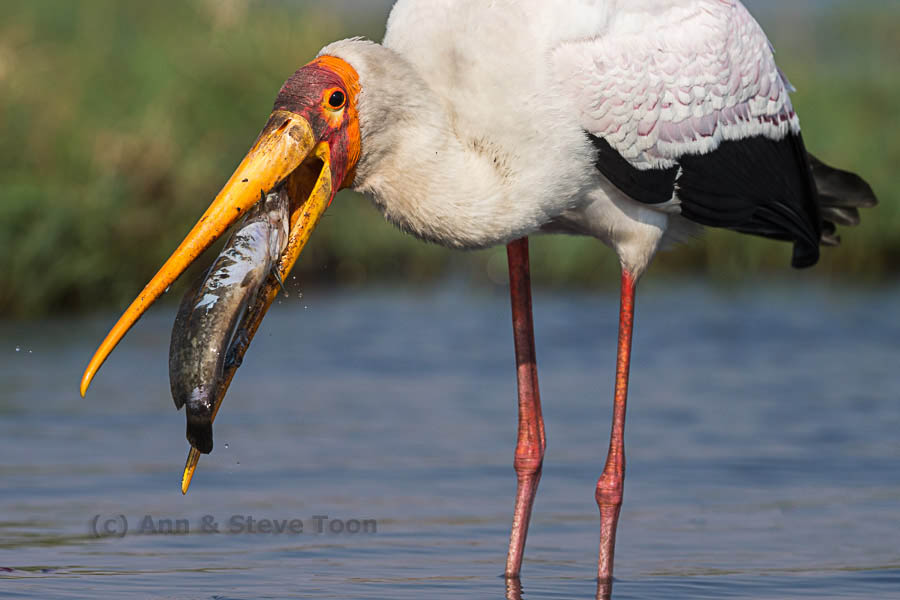 Yellowbilled stork with catfish