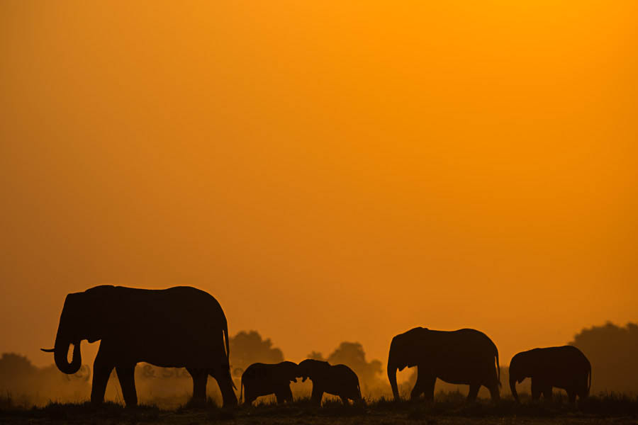Elephants at dusk