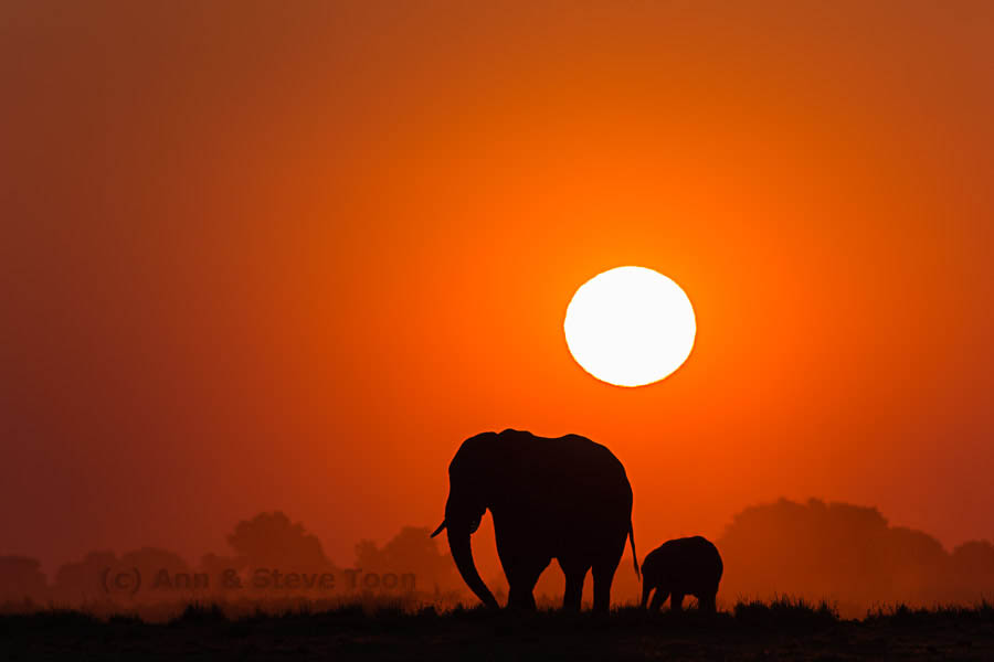 Elephants at sunset