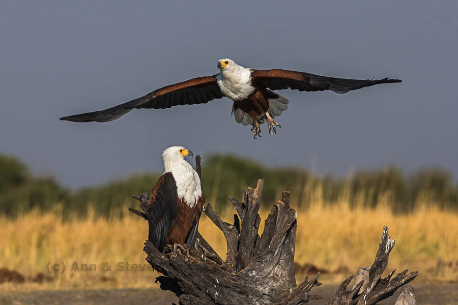 African fish eagle pair