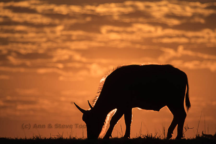 Cape buffalo at sunrise