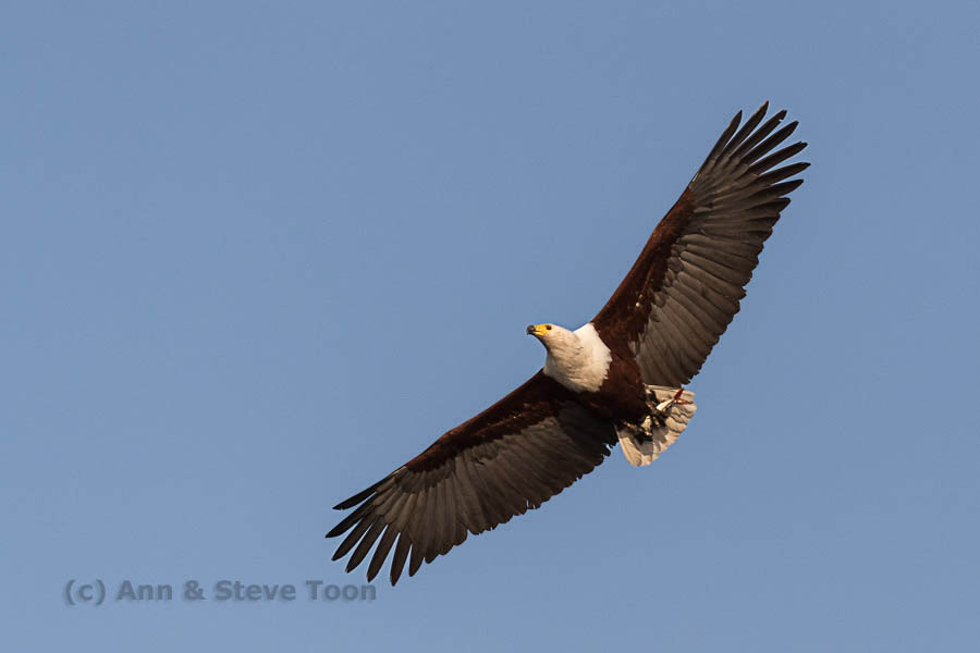 African fish eagle with fish