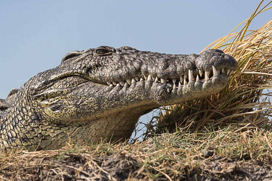 Nile crocodile