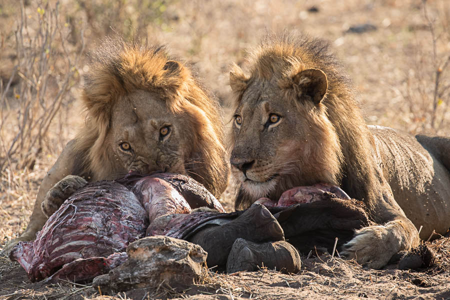 Lions feeding on baby elephant