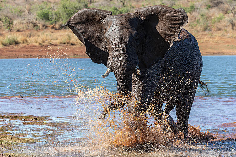 Elephant, Zimanga