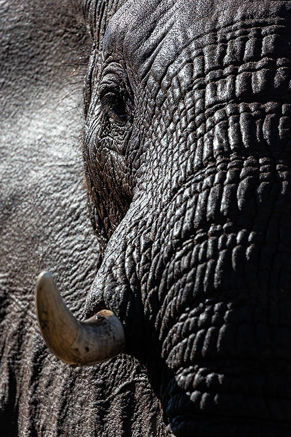 Elephant. Zimanga