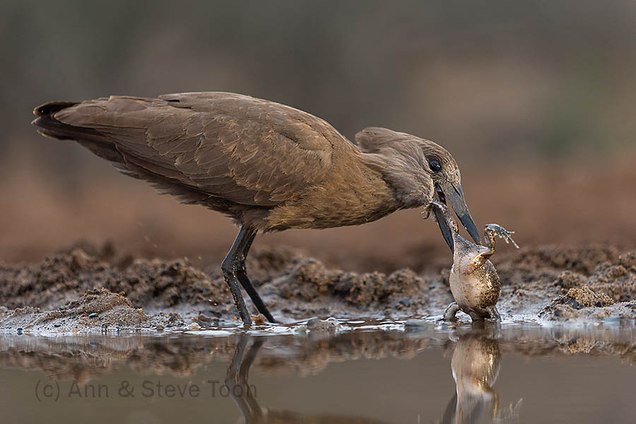Hamerkop catching frog