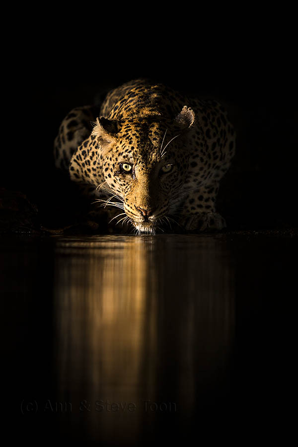 Leopard, Zimanga