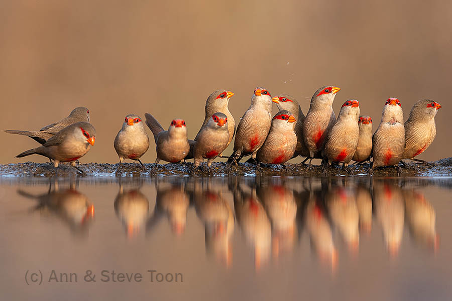 Common waxbills, Zimanga