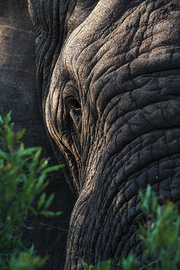 Elephant, Zimanga