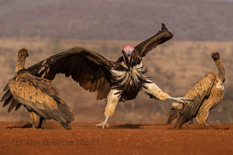 Lappetfaced vulture, Zimanga
