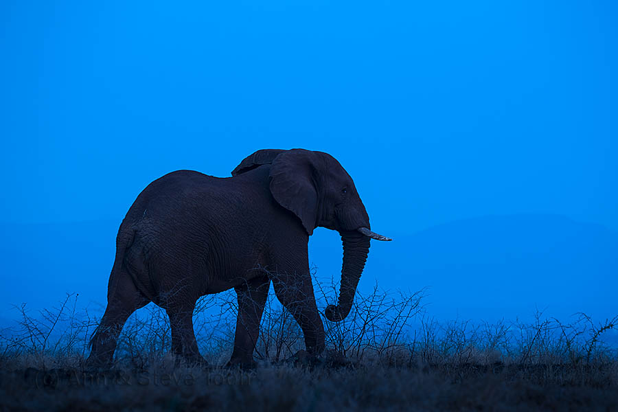Elephant, Zimanga