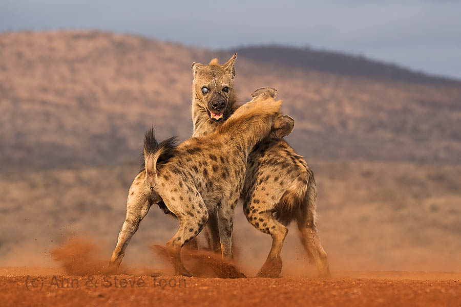 Spotted hyena playfighting, Zimanga