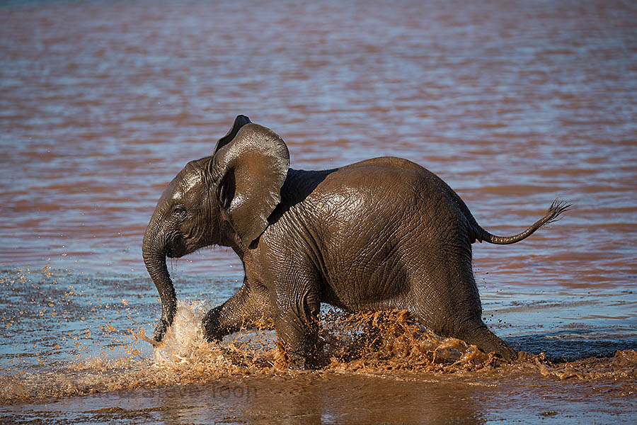 Baby elephant , Zimanga