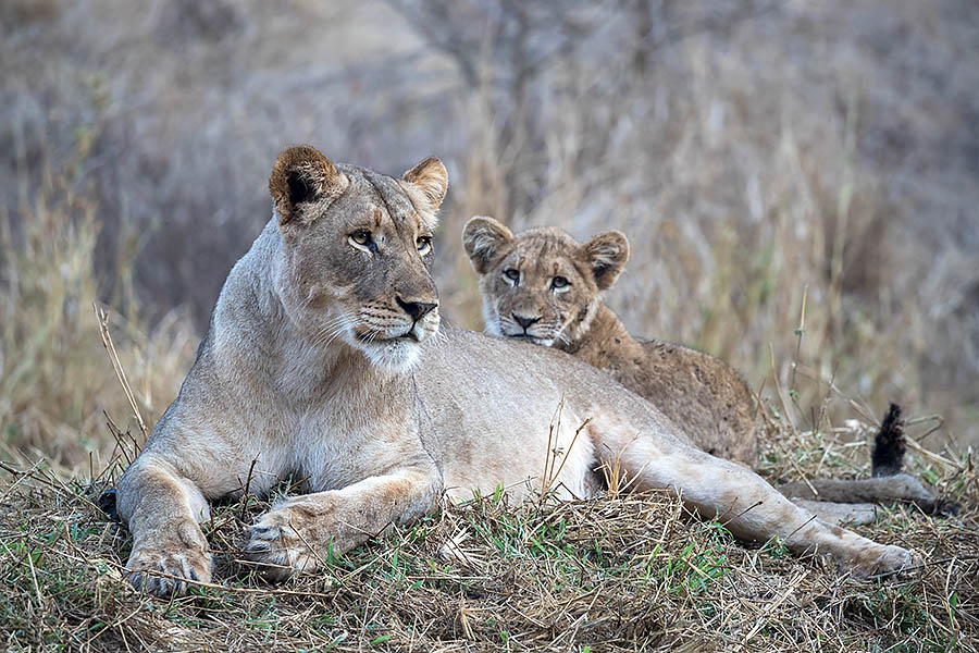 Lioness and cub, Zimanga