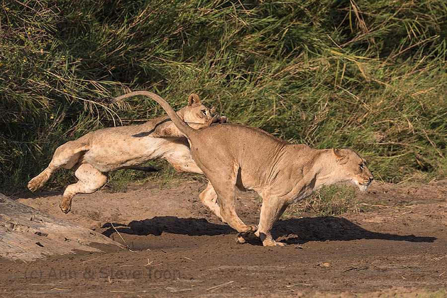 Lions at play, Zimanga