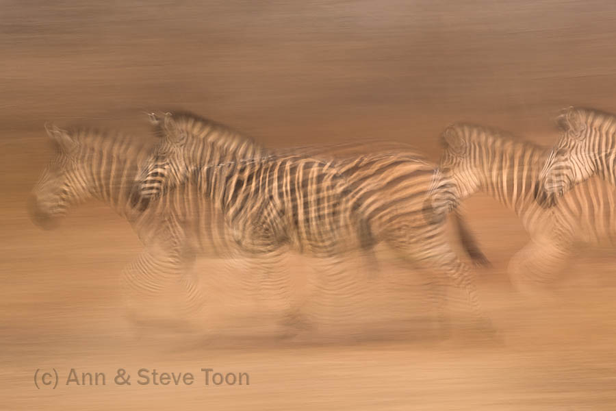 Zebra running, Zimanga