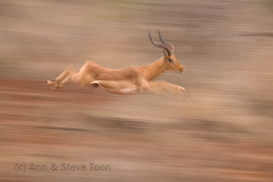 Impala running, Zimanga