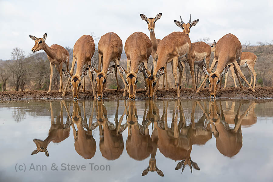 Thirsty impalas, Zimanga