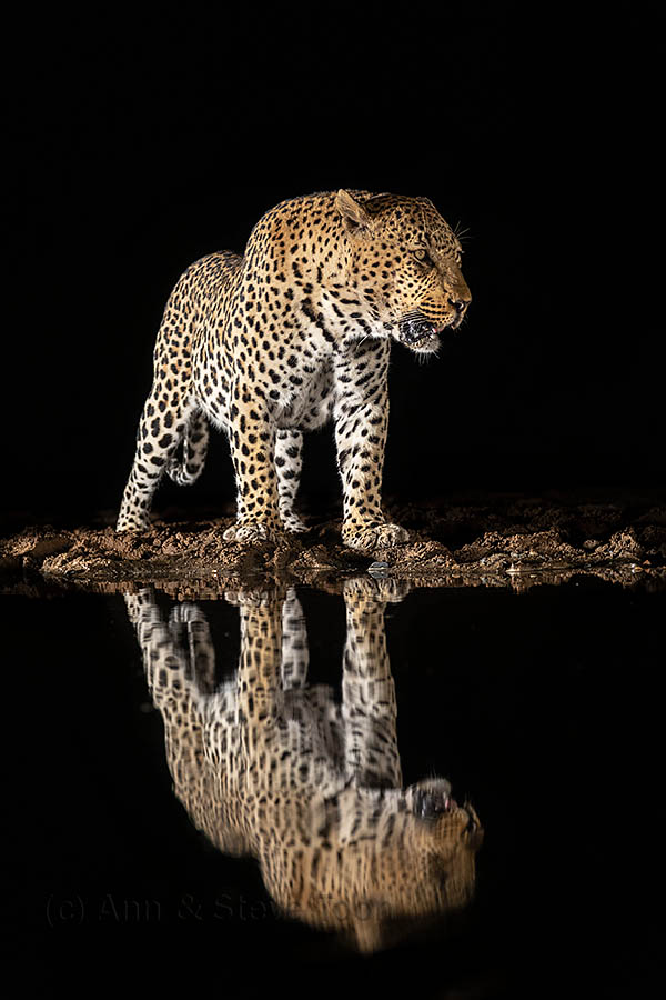 Male leopard, Zimanga