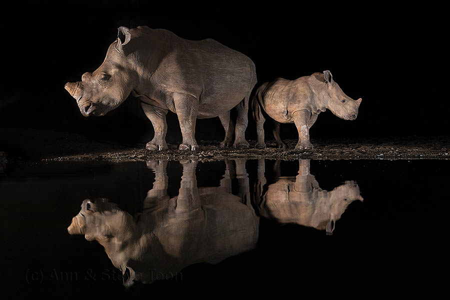 White rhino and calf, Zimanga