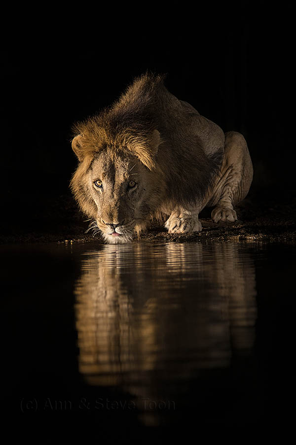 Lion drinking, Zimanga