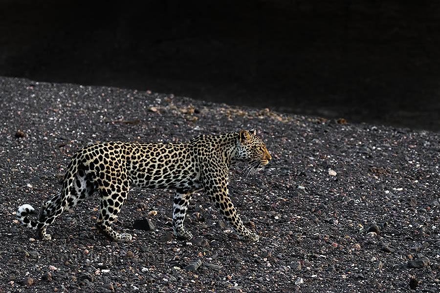 Female leopard