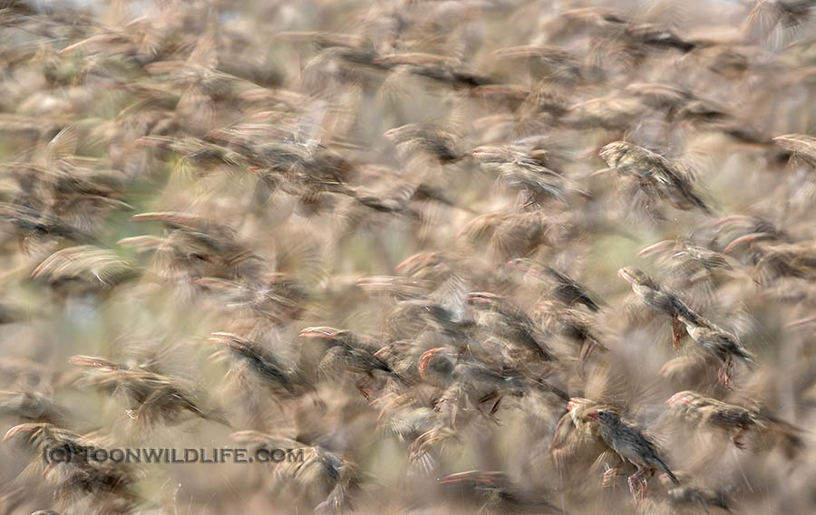 red-billed quelea