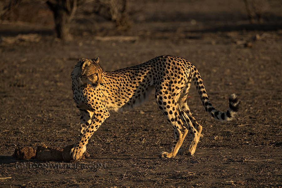 Cheetah playing with elephant dung