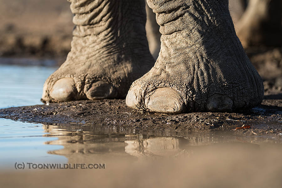 Elephant toes