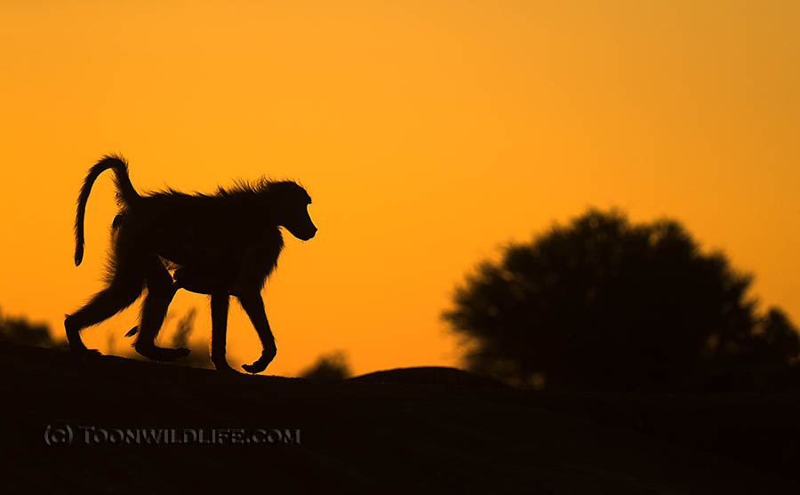 Chacma baboon at dusk
