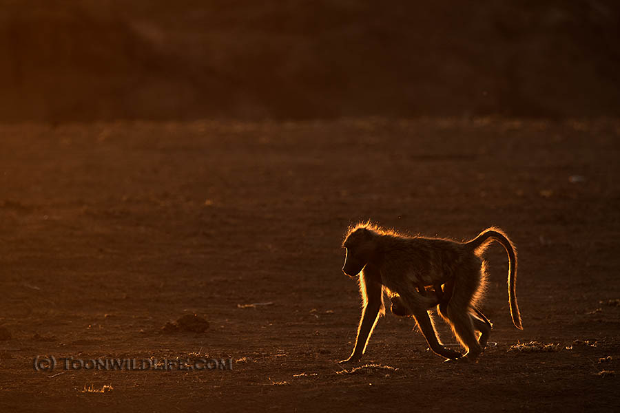 Chacma baboon at dusk