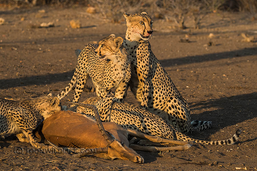 Cheetah with impala kill