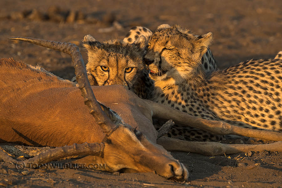 Young cheetah feeding on impala
