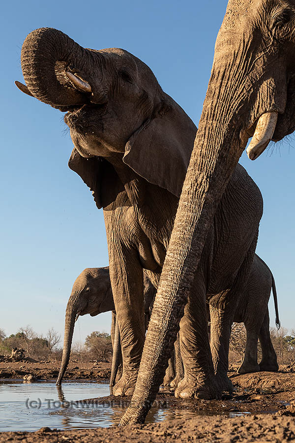 Elephants at Mashatu hide