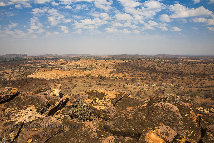 Northern Tuli