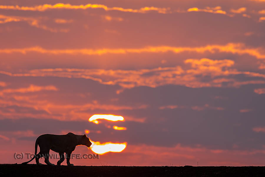 lioness at dawn