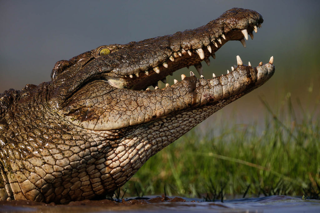 Nile crocodile