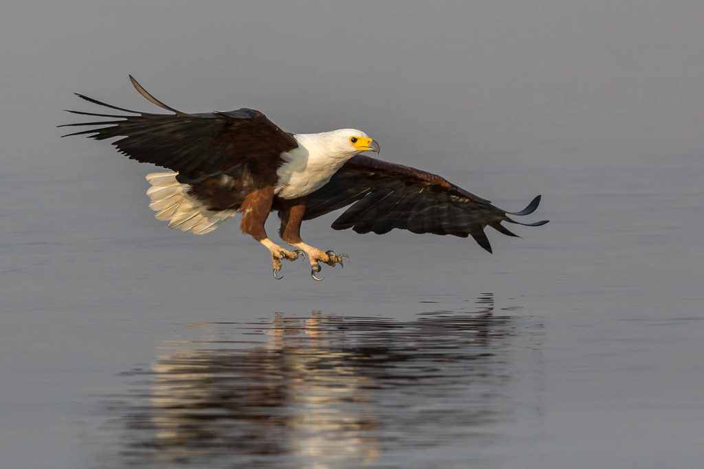 African fish eagle fishing
