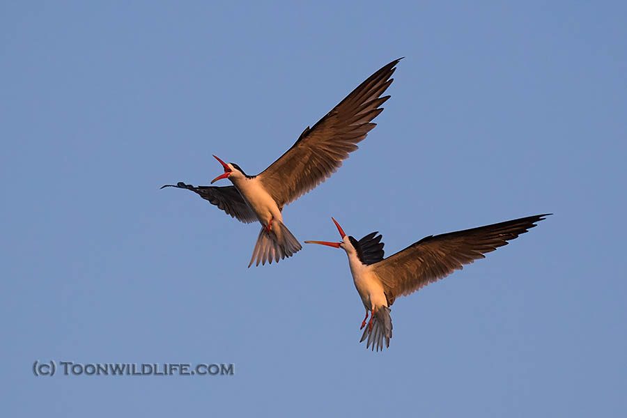 African skimmers courtship display