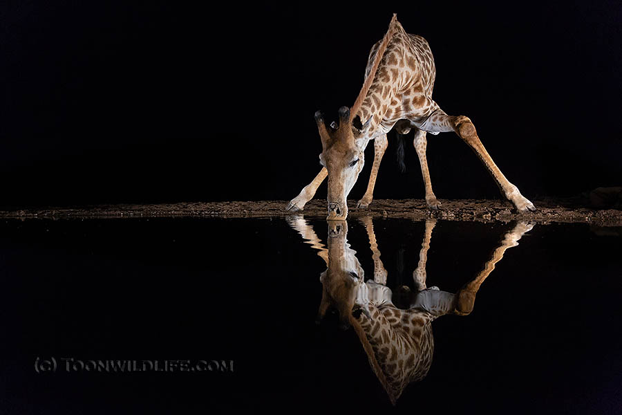 Giraffe drinking at night