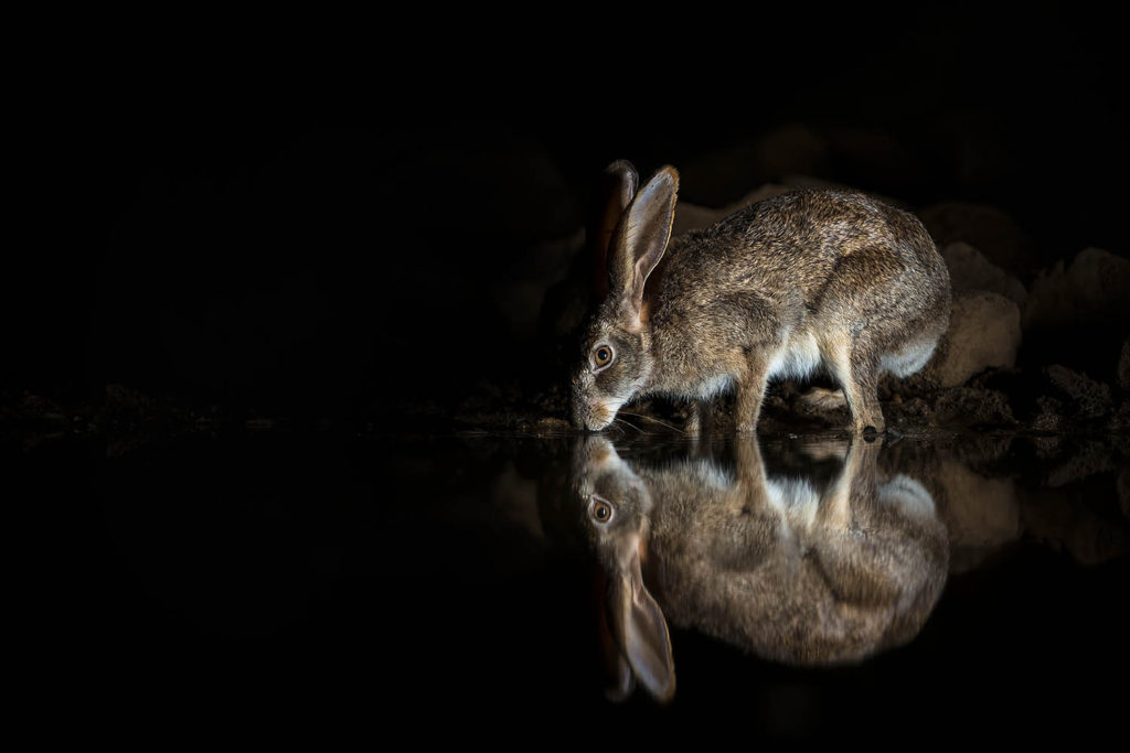 Scrub hare drinking at night