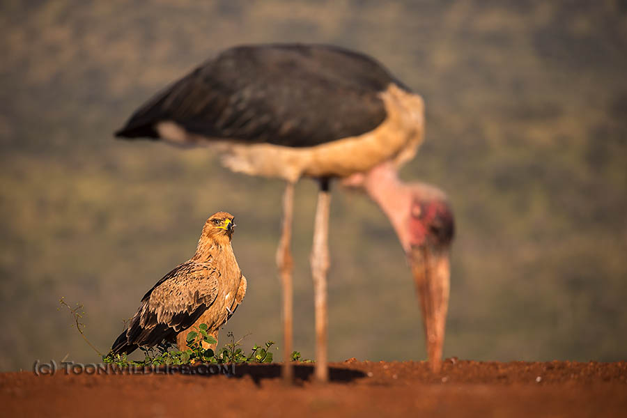 Tawny eagle watching marabou