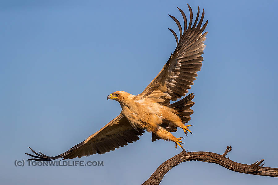 Tawny eagle taking flight